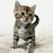 ベンガル【愛知県・女の子・2024年12月13日・ブラウンスポテッドタビー】の写真6