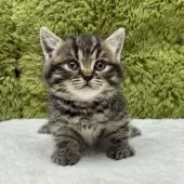 マンチカン(長足)【愛知県・女の子・2025年10月19日・ブラウンパッチドタビー】の写真6