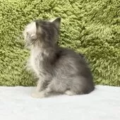 マンチカン(長足)【愛知県・男の子・2025年9月6日・ブラウンタビー】の写真6