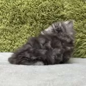 ミヌエット(短足)【愛知県・女の子・2025年8月15日・シルバータビー】の写真6