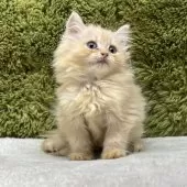 ミヌエット(長足)【愛知県・男の子・2025年7月23日・クリームタビー】の写真7