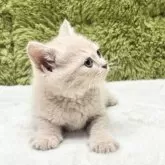 ブリティッシュショートヘア【愛知県・男の子・2025年7月19日・クリーム】の写真11