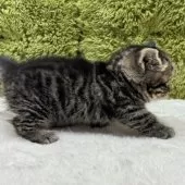 マンチカン(長足)【愛知県・女の子・2025年10月19日・ブラウンパッチドタビー】の写真7