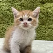 マンチカン(長足)【愛知県・男の子・2025年6月3日・レッドタビー】の写真7