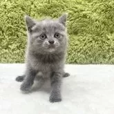 ブリティッシュショートヘア【愛知県・女の子・2025年7月26日・ブルー】の写真10