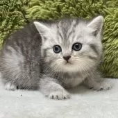 ミヌエット(短足)【愛知県・女の子・2025年8月15日・シルバータビー】の写真7