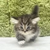 マンチカン(短足)【愛知県・女の子・2025年7月28日・ブラウンパッチドタビー&ホワイト】の写真8