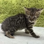 トイガー【愛知県・女の子・2025年8月11日・ブラウンマッカレルタビー】の写真8