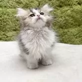 マンチカン(長足)【愛知県・男の子・2025年4月18日・ブラウンタビー】の写真8