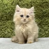 ミヌエット(長足)【愛知県・男の子・2025年7月23日・クリームタビー】の写真8