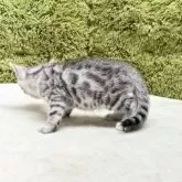 ベンガル【愛知県・男の子・2025年5月13日・シルバースポテッドタビー】の写真8