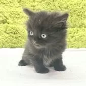 マンチカン(長足)【愛知県・男の子・2024年12月7日・ブラック】の写真8