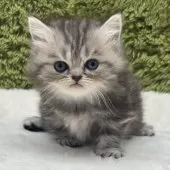 ミヌエット(短足)【愛知県・女の子・2025年8月15日・シルバータビー】の写真8