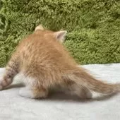 マンチカン(長足)【愛知県・男の子・2025年6月3日・レッドタビー】の写真9