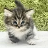 マンチカン(短足)【愛知県・女の子・2025年7月28日・ブラウンパッチドタビー&ホワイト】の写真9