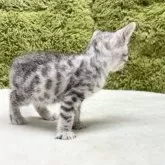 ベンガル【愛知県・男の子・2025年5月13日・シルバースポテッドタビー】の写真9