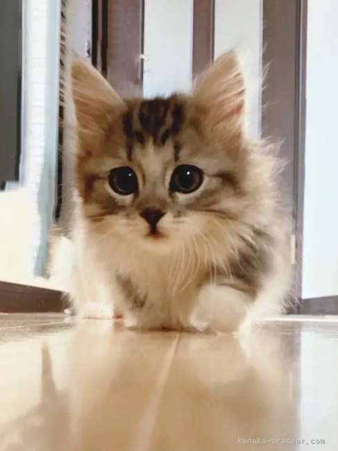 ID：2204-02596の子猫