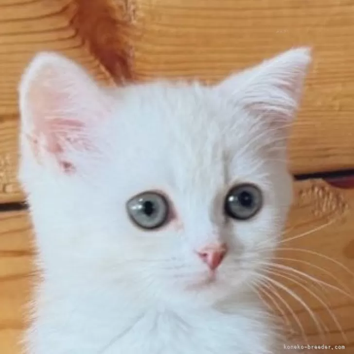 ID：2405-02463の子猫