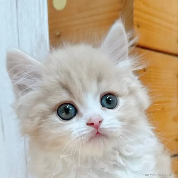 ID：2404-02257の子猫