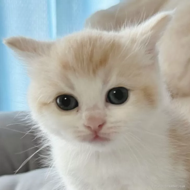 ID:2405-02464の子猫