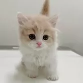 ミヌエット(短足)【香川県・男の子・2024年2月17日・クリームタビー&ホワイト】の写真2