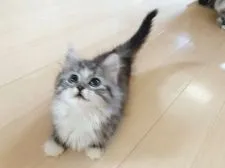 マンチカン(短足)【香川県・女の子・2022年3月20日・シルバーマッカレルタビー&ホワイト】の写真3