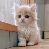 ミヌエット(短足)【香川県・男の子・2024年2月17日・クリームタビー&ホワイト】の写真4