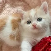 マンチカン(短足)【香川県・女の子・2024年10月10日・カメオタビー&ホワイト】の写真4