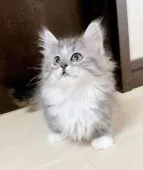 マンチカン(短足)【香川県・女の子・2022年3月20日・シルバーマッカレルタビー&ホワイト】の写真4