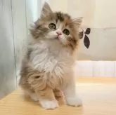 スコティッシュフォールド(立ち耳)【香川県・女の子・2024年2月16日・ブルーパッチドタビー&ホワイト】の写真4