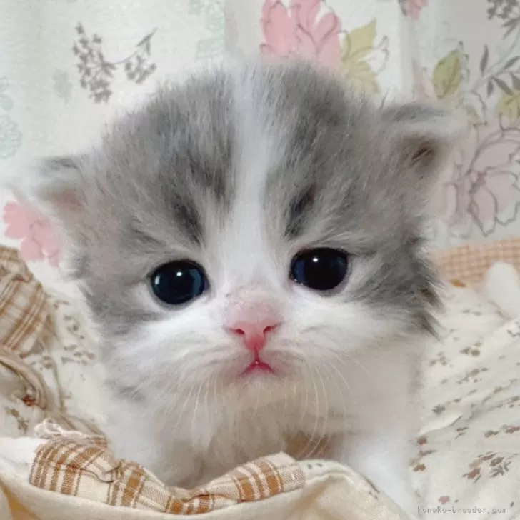 ID:2504-01624の子猫