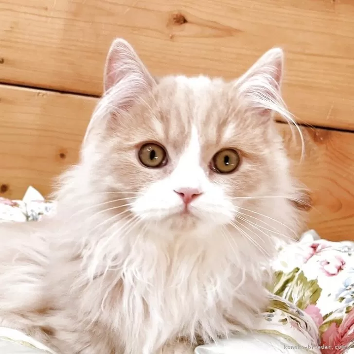 マンチカン(短足)【香川県・男の子・2025年7月22日・クリームクラッシックタビー&amp;ホワイト】の写真1