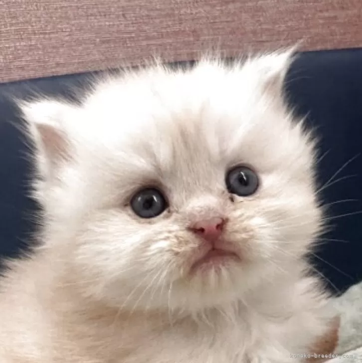 マンチカン(長足)【香川県・女の子・2025年10月22日・クリームタビー】の写真1