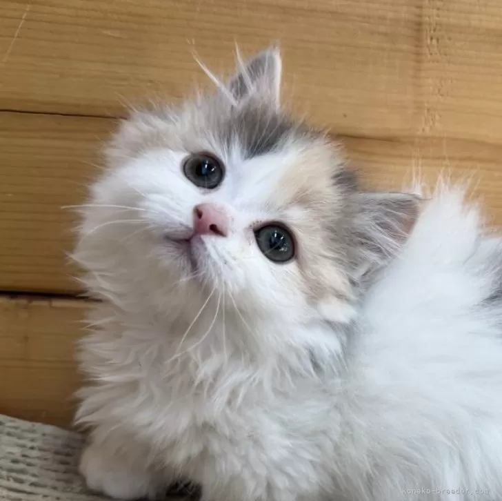 ID:2501-01553の子猫