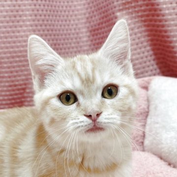 マンチカン(短足)【香川県・女の子・2025年7月22日・レッドクラッシックタビー&ホワイト(ショート)】の写真「マイペースな短足の女の子♫」