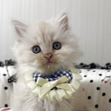 マンチカン(長足)【香川県・女の子・2025年10月22日・クリームタビー（ロング）】の写真「人懐っこいフワフワ天使‼️」