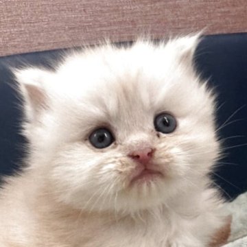 マンチカン(長足)【香川県・女の子・2025年10月22日・クリームタビー（ロング）】の写真「人懐っこいフワフワ天使‼️」