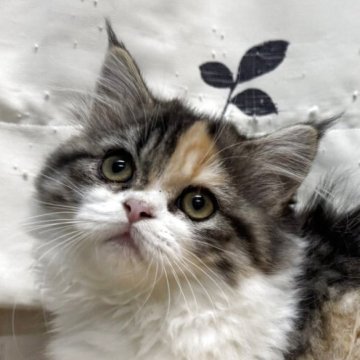 ミヌエット(短足)【香川県・女の子・2025年8月1日・ブラウンパッチドタビー&ホワイト（ロング）】の写真「小柄でお目目クリクリ♬華やかな短足姫♬」