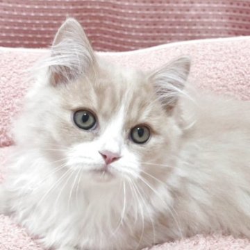 マンチカン(短足)【香川県・男の子・2025年7月22日・クリームクラッシックタビー&ホワイト(ロング)】の写真「甘えん坊🐱好奇心旺盛な男の子♫」