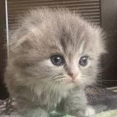 マンチカン(長足)