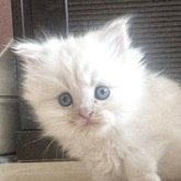 マンチカン(長足)