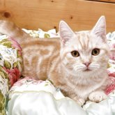 マンチカン(短足)