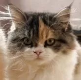 ミヌエット(短足)