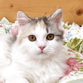 ミヌエット(短足)