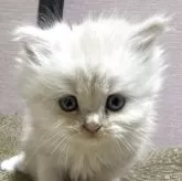 マンチカン(長足)