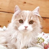 マンチカン(短足)