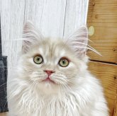 マンチカン(長足)