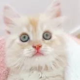 マンチカン(長足)