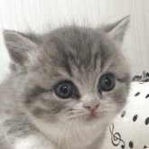 マンチカン(短足)