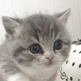 マンチカン(短足)